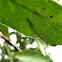 Neuroptera