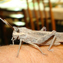 Rain Locust