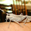 Rain Locust