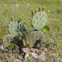 Prickly pear cactus
