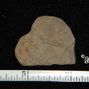 Trace Fossil