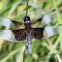 Dragonfly (5)