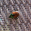 Japanese beetle