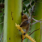Indian Palm Squirrel