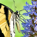 Tiger Swallowtail