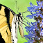 Tiger Swallowtail