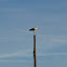 Cigüeña blanca