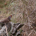In the neighborhood- North Highlands of Sacramento