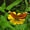 Nymphalid butterfly, Aster