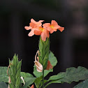 Crossandra