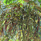 Croton