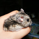 Hamster