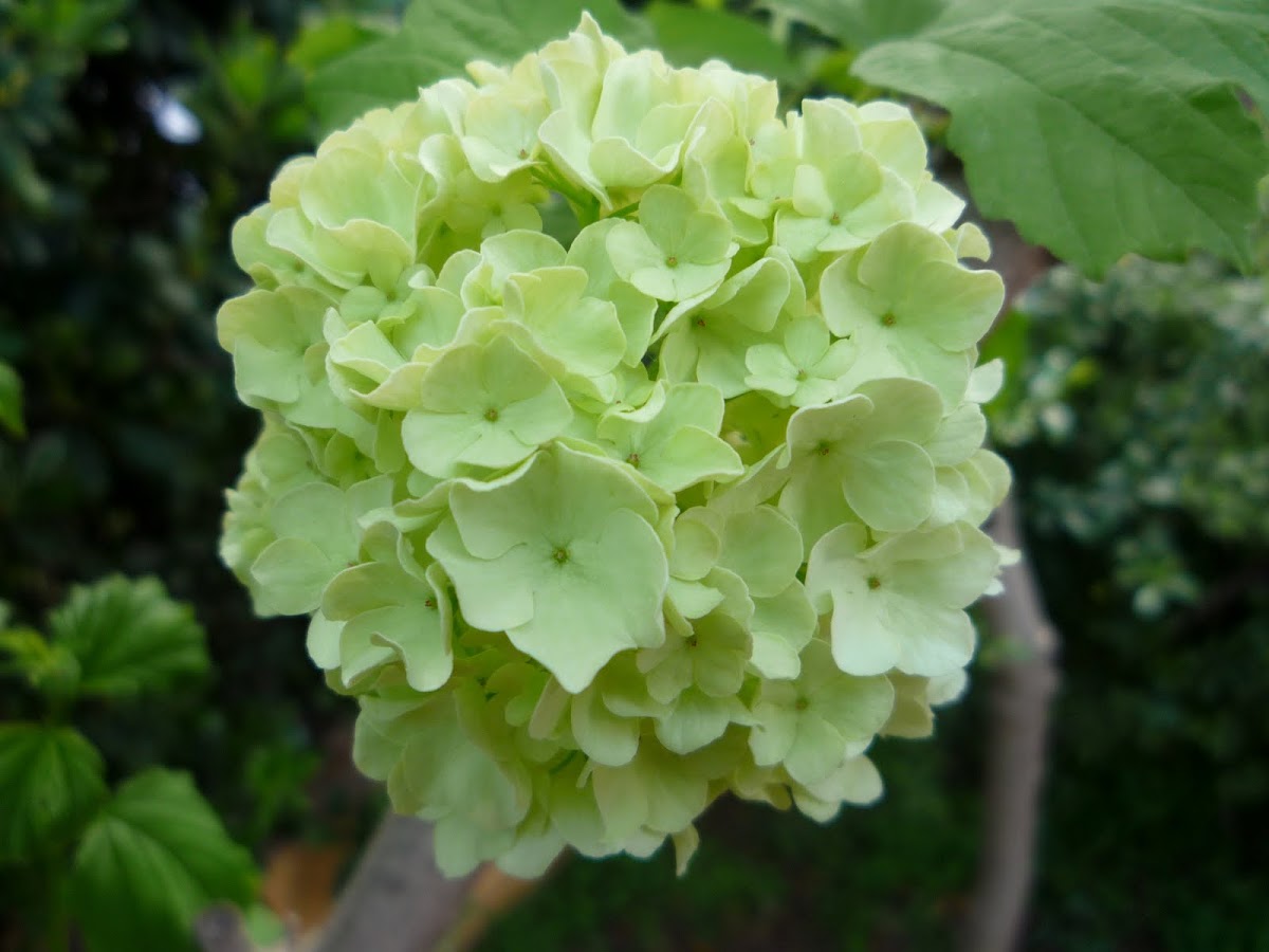 Hortensia