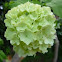 Hortensia