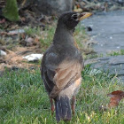 American Robin