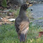 American Robin