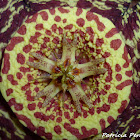 Starfish Cactus, Toad Cactus