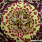 Starfish Cactus, Toad Cactus