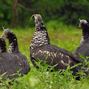 Horned Screamer