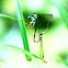 Ischnura Asiatica (東亞異痣蟌)