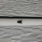 Fly