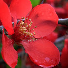 Japanese Quince