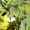 white cabbage butterfly