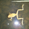 Rana trepadora