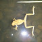 Rana trepadora