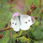 Cabbage White