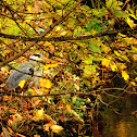 Grey Heron