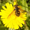 Hover Fly