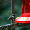 Ruby Throated Hummingbird