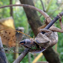 Calotes (in action)