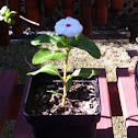 Madagascar periwinkle