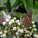 butterflies