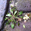 Draba verna