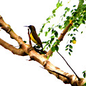 Sunbird