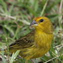 Saffron Finch