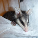 Baby White-eared Opossum