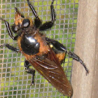 Robber Fly
