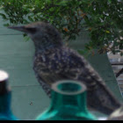 Starling