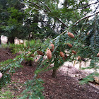Eastern Hemlock