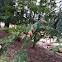 Eastern Hemlock