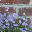 Purple Flowers