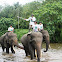 elephant patrol