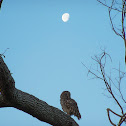 Barred Owl