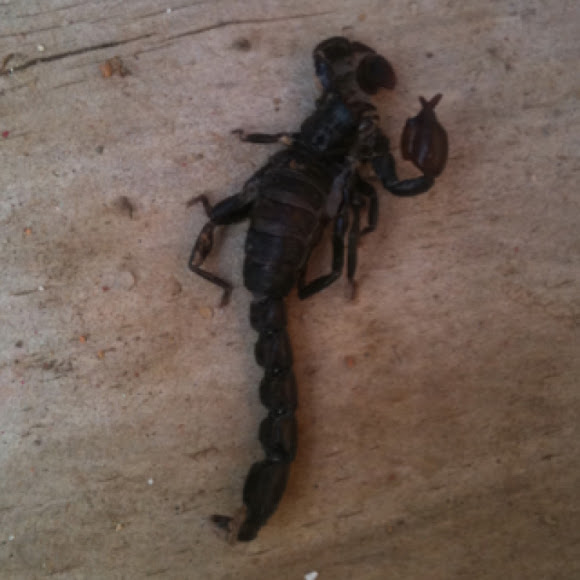 Spotting Image 1