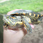 Trachemys adiutrix