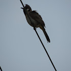 Himalayan Bulbul